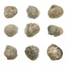 Productus subaculeata fossile - 1.5 à 2 cm