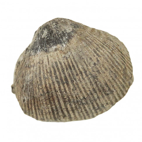 Productus subaculeata fossile - 1.5 à 2 cm