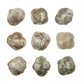 Tetrarhynchia tetraedra fossile - 2 à 2.5 cm