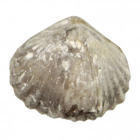 Tetrarhynchia tetraedra fossile - 2 à 2.5 cm