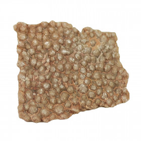 Fragment de coquille d'oeuf de dinosaure fossilisée - 0.5 à 1 cm