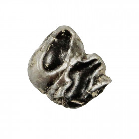 Dent de lamentin fossile - 1.5 à 2 cm