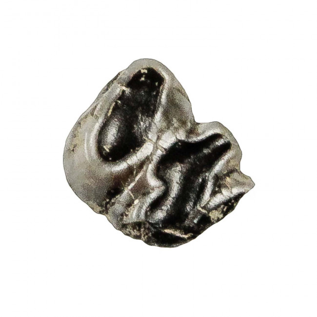 Dent de lamentin fossile - 1.5 à 2 cm