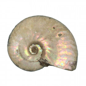 Ammonite fossile entière gris-argent irisée