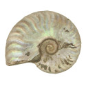 Ammonite fossile entière gris-argent irisée