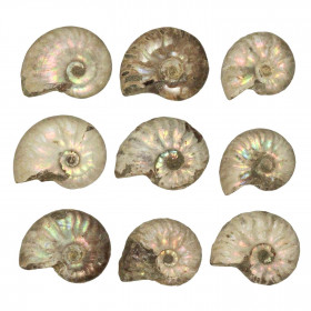 Ammonite fossile entière gris-argent irisée