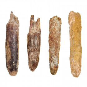 Dent fossile de rebbachisaurus - 3 à 4 cm