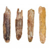 Dent fossile de rebbachisaurus - 3 à 4 cm