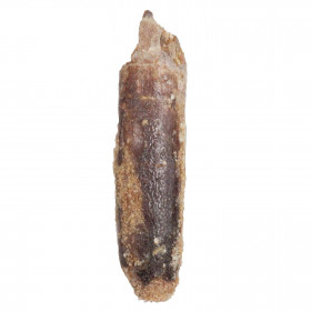 Dent fossile de rebbachisaurus - 3 à 4 cm