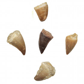 Dent fossile de mosasaure