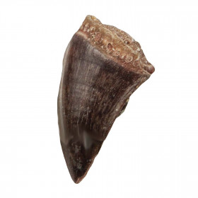 Dent fossile de mosasaure
