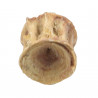 Vertèbre de poisson fossilisée - 1 à 2 cm
