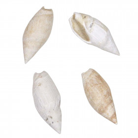 Coquillage ancilla obesula fossile - 2.5 à 3 cm
