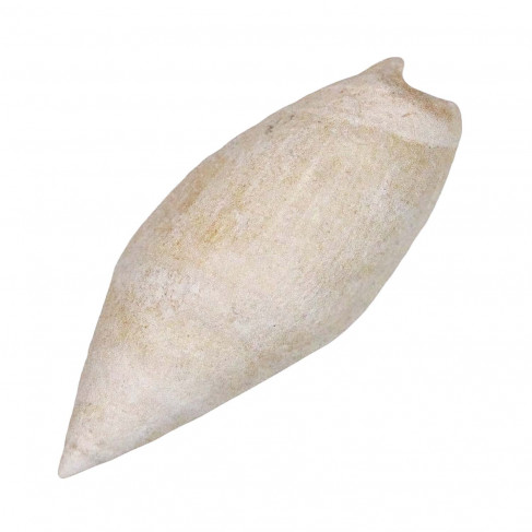 Coquillage ancilla obesula fossile - 2.5 à 3 cm