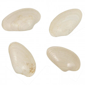 Coquillage costacallista laevigata fossile - 2.5 à 3 cm