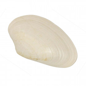 Coquillage costacallista laevigata fossile - 2.5 à 3 cm