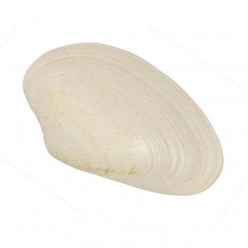 Coquillage costacallista laevigata fossile - 2.5 à 3 cm
