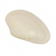 Coquillage costacallista laevigata fossile - 2.5 à 3 cm