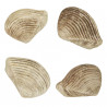 Coquillage crassatella sulcata fossile - 2 à 3 cm