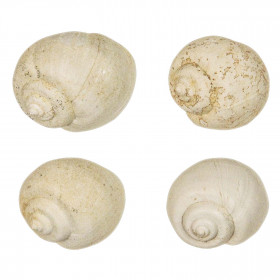 Coquillage ampullella parisiensis fossile - 2 à 2.5 cm