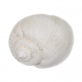 Coquillage ampullella parisiensis fossile - 2 à 2.5 cm