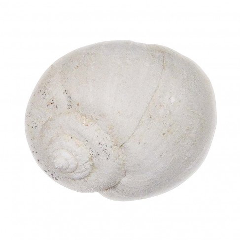 Coquillage ampullella parisiensis fossile - 2 à 2.5 cm