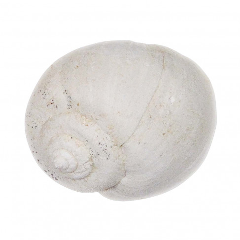 Coquillage ampullella parisiensis fossile - 2 à 2.5 cm