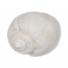 Coquillage ampullella parisiensis fossile - 2 à 2.5 cm