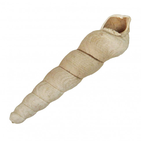 Coquillage Haustator conoideus fossile - 3 à 4 cm