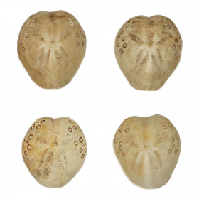 Oursin fossile lovenia forbesi - 2.5 à 3 cm