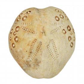 Oursin fossile lovenia forbesi - 2.5 à 3 cm