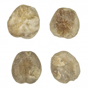 Oursin fossile heteraster - 1.5 à 2.5 cm