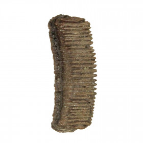 Dent de raie fossile myliobatis dixoni - 2 à 3 cm