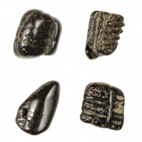 Fragment de dent de raie fossilisée - 0.5 à 1 cm