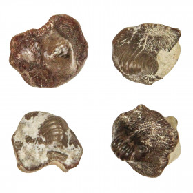 Dent fossile de requin ptychodus - 1 à 1.5 cm