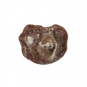 Dent fossile de requin ptychodus - 1 à 1.5 cm