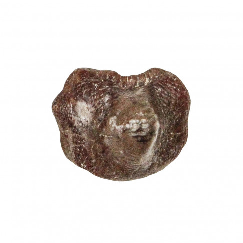 Dent fossile de requin ptychodus - 1 à 1.5 cm