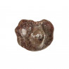 Dent fossile de requin ptychodus - 1 à 1.5 cm