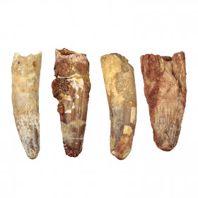 Dent fossile de spinosaure