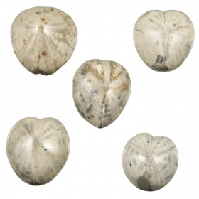 Oursin fossile micraster - 3 à 4 cm