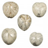 Oursin fossile micraster - 3 à 4 cm