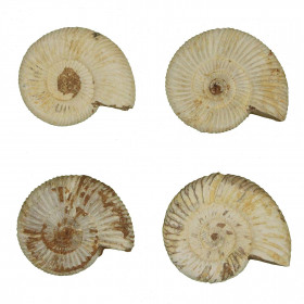Ammonite perisphinctes fossile