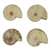 Ammonite perisphinctes fossile