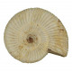 Ammonite perisphinctes fossile