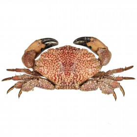 Crabe lophozozymus pictor naturalisé
