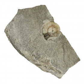 Ammonite promicroceras planicosta - 43 grammes