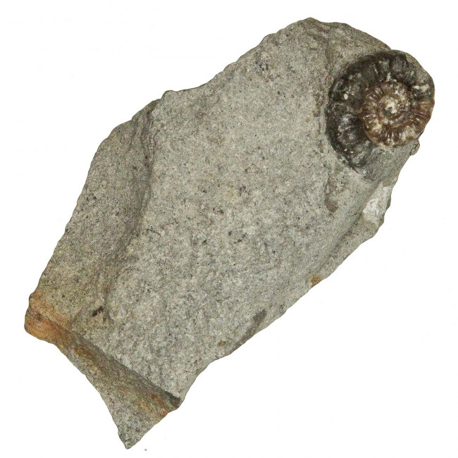 Ammonite promicroceras planicosta - 60 grammes