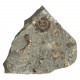 Ammonite promicroceras planicosta - 39 grammes