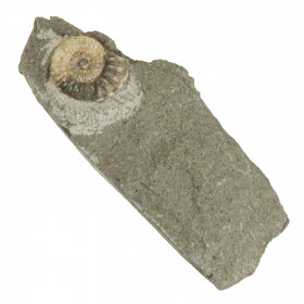 Ammonite promicroceras planicosta - 23 grammes