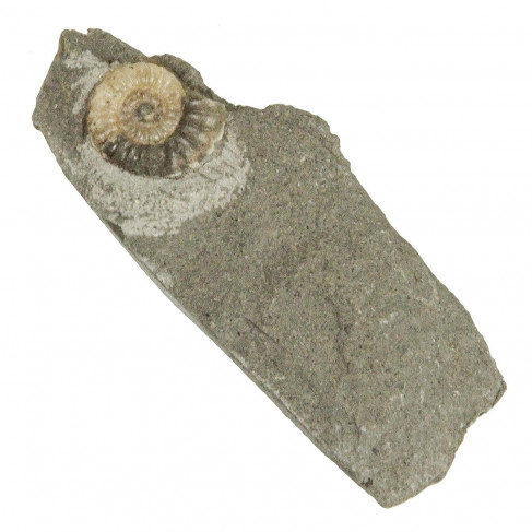Ammonite promicroceras planicosta - 23 grammes